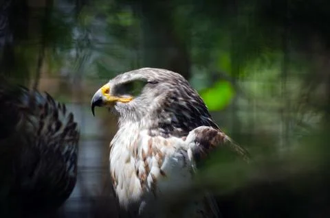 Gyrfalcon Stock Photos
