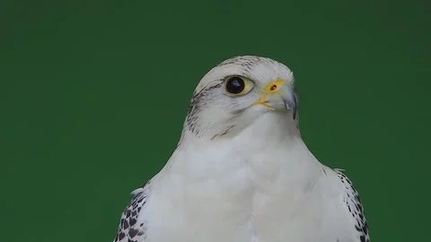 Gyrfalcon turns head in different directions on green screen, slow motion Stock Footage 280924997
