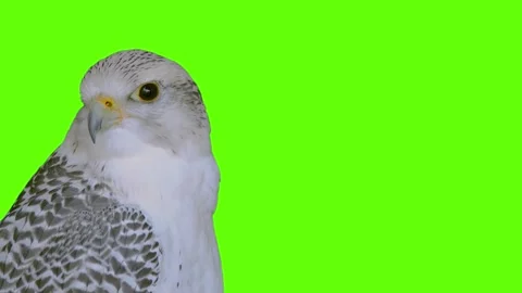 Gyrfalcon turns head in different directions on green screen 库存影片 330574308