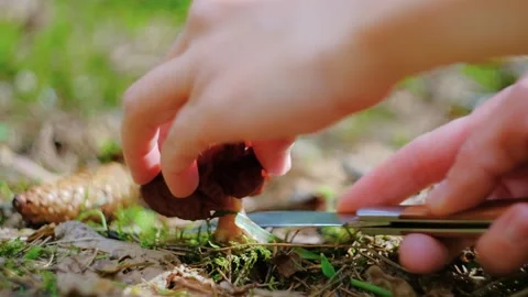 Gyromitra esculenta in the spring forest Stock Footage 192901201