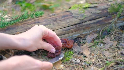 Gyromitra esculenta in the spring forest Stock Footage 192903397