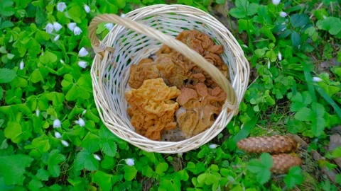 Gyromitra gigas in the spring forest Stock-Footage 192900816