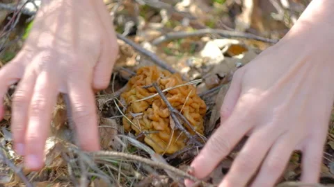 Gyromitra gigas in the spring forest Stock Footage 192908308