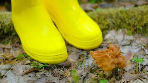 Gyromitra gigas in the spring forest Stock Footage 192910215