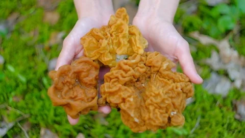 Gyromitra gigas in the spring forest Stock Footage 192911192