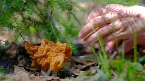 Gyromitra gigas under a spruce tree Stock-Footage 192897104