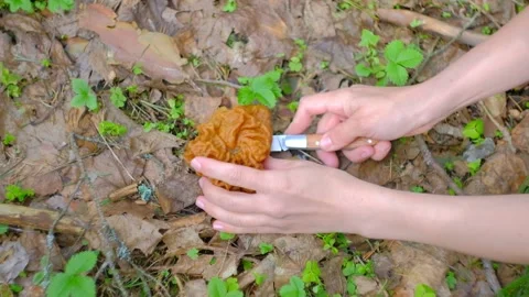 Gyromitra gigas under a spruce tree Stock-Footage 192900374