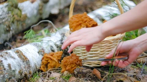 Gyromitra gigas under a spruce tree. Stock Footage 192905319