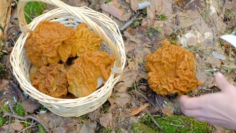 Gyromitra gigas under a spruce tree. Stock-Footage 192906439