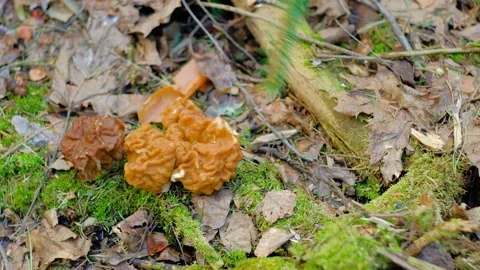 Gyromitra gigas under a spruce tree Stock-Footage 192907228