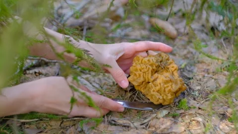 Gyromitra gigas under a spruce tree Stock-Footage 192907568