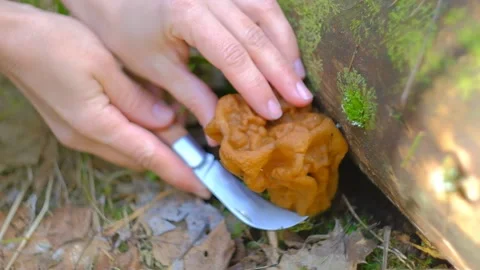 Gyromitra gigas under a spruce tree Stock-Footage 192909802