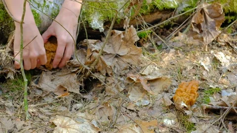 Gyromitra gigas under a spruce tree. Stock-Footage 192910850