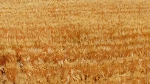 H farm 库存影片 134503287