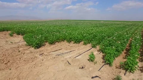 H green 2K Stock Footage 134501340