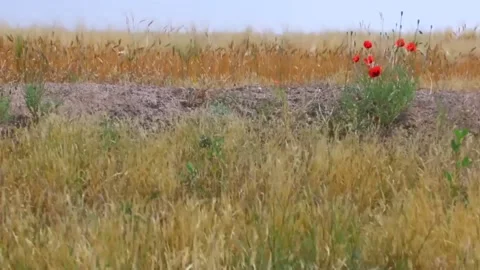 H green4 Video stock 134502899