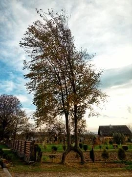 H-shaped tree Foto stock