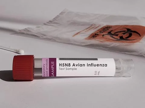 H5N8 Flu outbreak Stock Photos