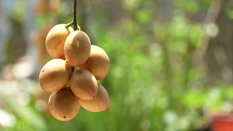Ha Chau Baccaurea Fruit Cluster with Orchard Copy Space Background Stockbeeldmateriaal 335547356