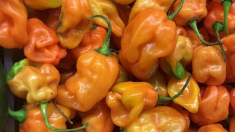 Habanero Chilli Vegetable Stock Footage 80268564