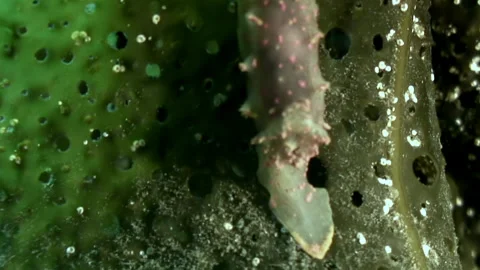 Habitat and ecosystem that support nudibranch sea slug in clean marine water. Stock Footage 246729106