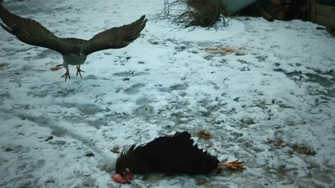 Habits of a hawk. Stock Footage 233565324