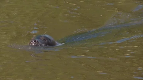 Habor seal Stock Footage 4698397