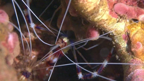 Hachijojima-stenopus-hispidus-macro.C0582 Stock Footage 342740495