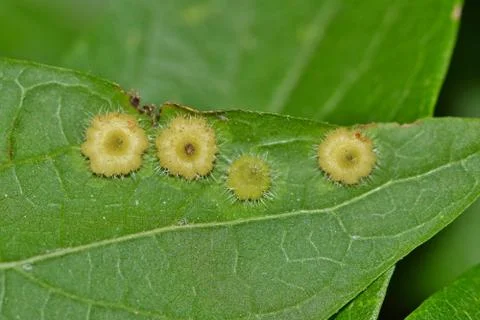 Hackberry Galls on leaf Foto stock