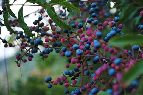 Hackberry Stock Photos