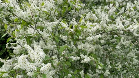 Hackberry, prunus padus Stock Footage 228363814