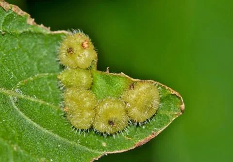 Hackberry rosette leaf galls Stock Photos