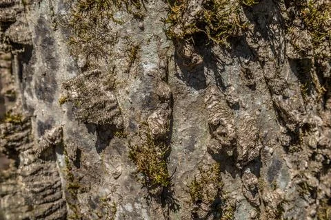 Hackberry tree bark closeup Foto stock