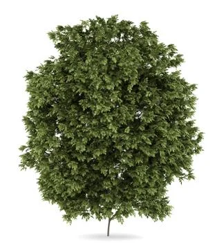 Hackberry tree isolated on white background Illustrazione stock