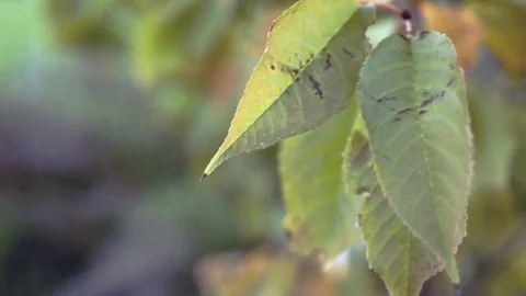 Hackberry Tree Leaf Close Up Stock Footage 97198365