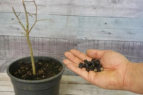 Hackberry Tree Sapling with Hand Holding Seeds Stock Photos