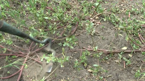 Hacking weeds Видео 27598843