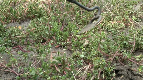 Hacking weeds Stock Footage 27600963