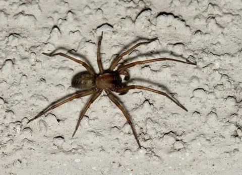 Hacklemesh Weaver (Metaltella simoni). Stock Photos