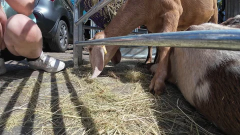 Hackney City Farm. Stock Footage 274548352