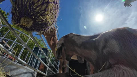Hackney City Farm. Stock Footage 274552337