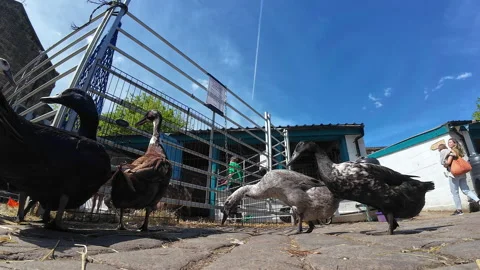 Hackney City Farm. Video stock 274552416