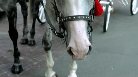 Hackney with horses Stock Footage 21238248