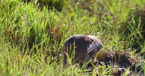 Hadada Ibis foraging on muddy soil in savannah at midday Video stock 314786089