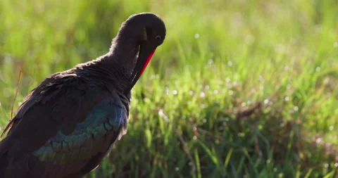 Hadada Ibis' head preening in grass in savannah at midday Stock Footage 314786176