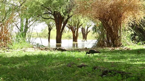 Hadada Ibis, Lake Baringo Stock Footage 54373465