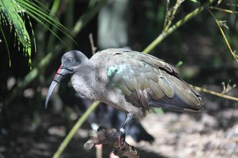 Hadada ibis Stock Photos