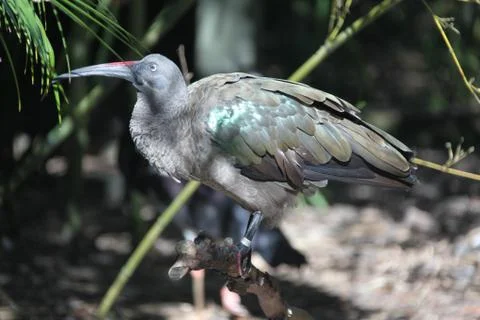 Hadada ibis Stock Photos