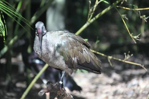 Hadada ibis Stock-Fotos