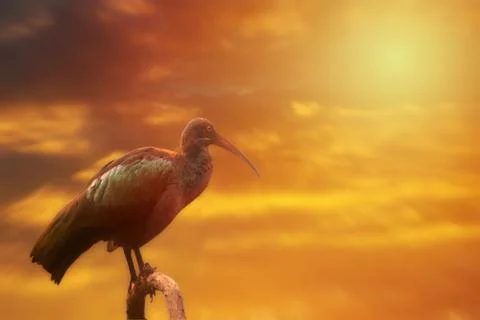 Hadada Ibis on the tree, sunset or sunrise Stock Photos